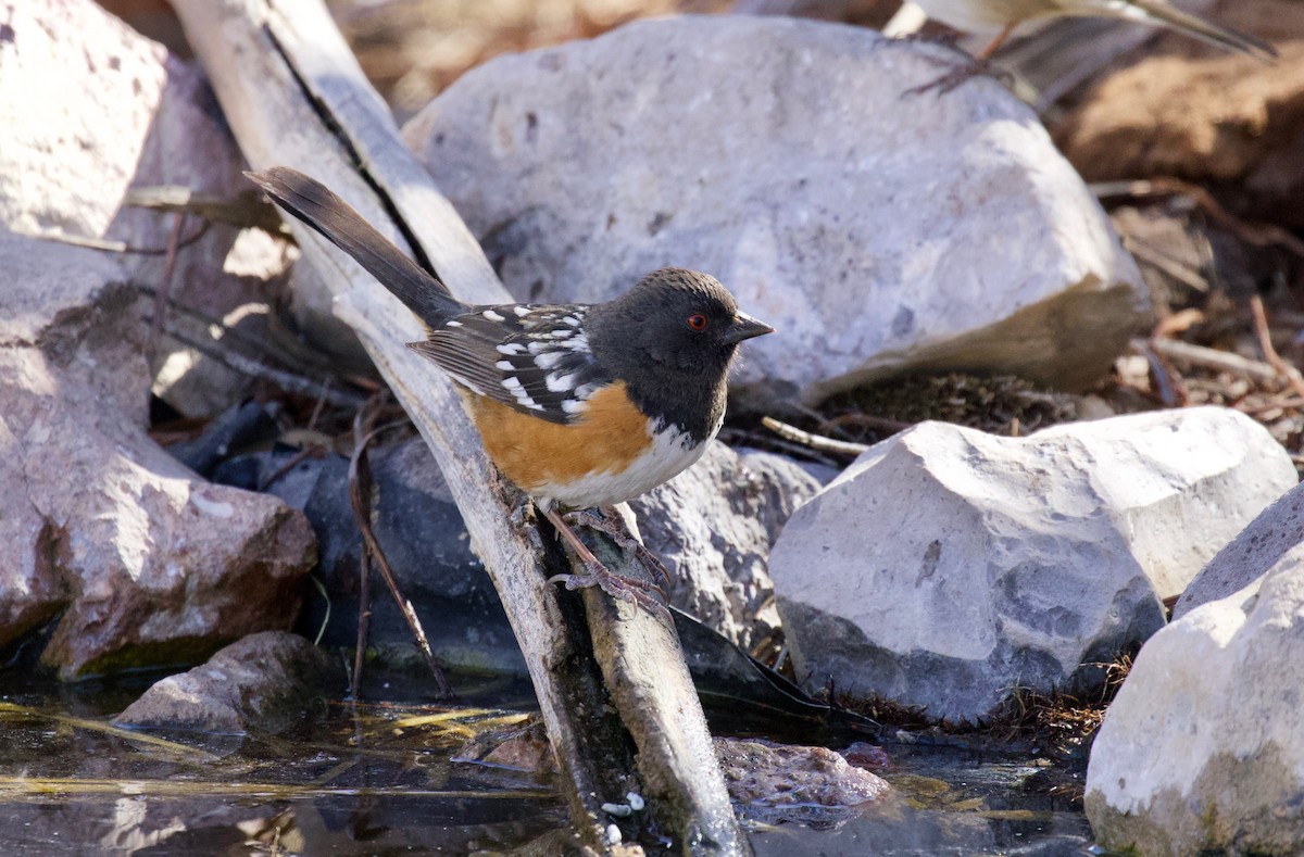 Spotted Towhee - ML141878531