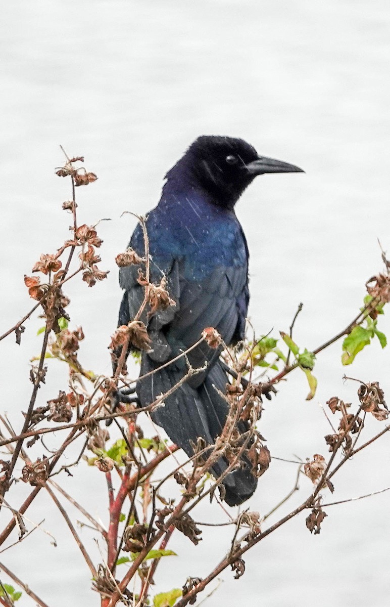 Boat-tailed Grackle - ML141878651