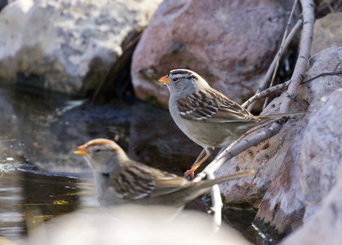 White-crowned Sparrow - ML141878671