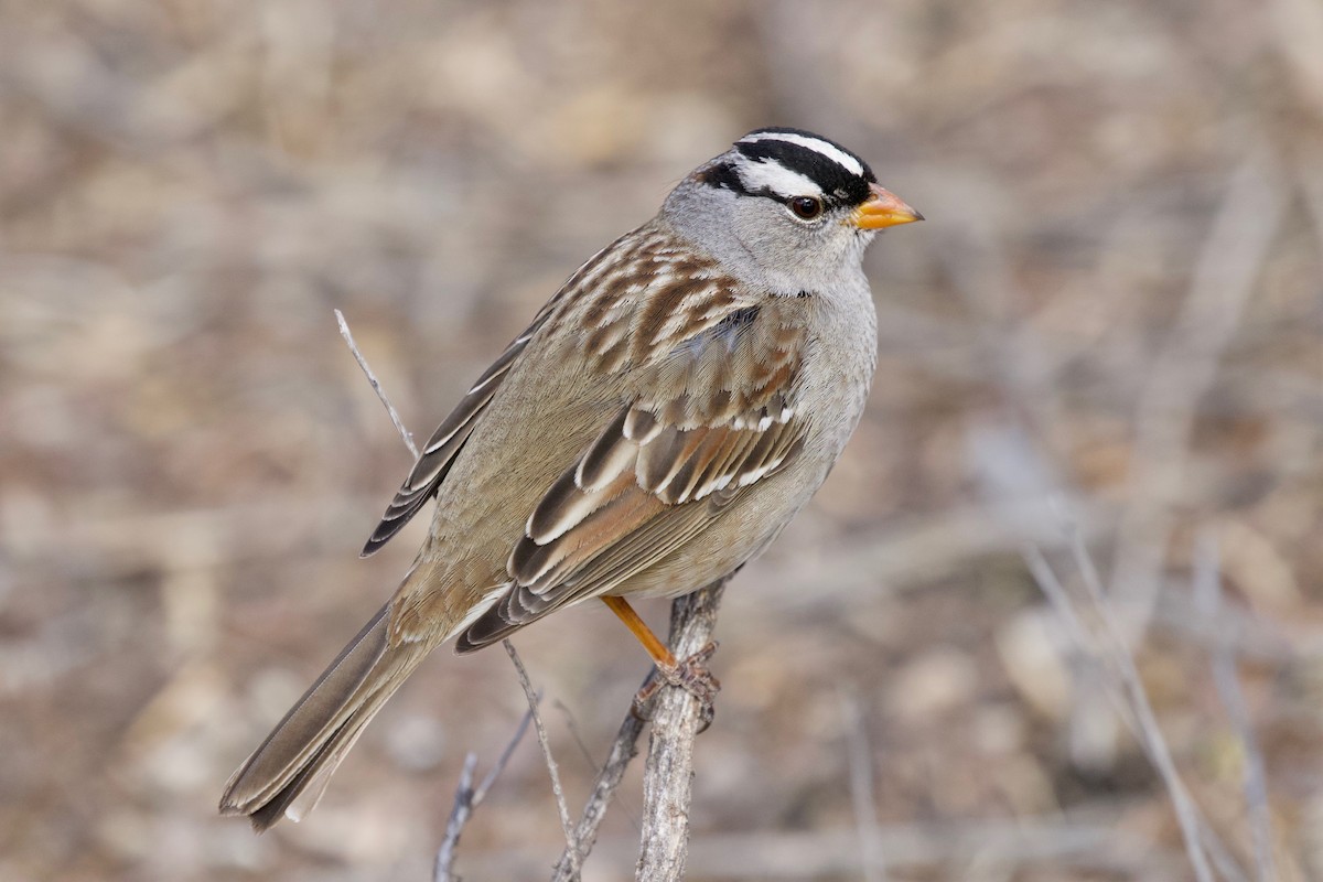 White-crowned Sparrow - Daniel Conrad