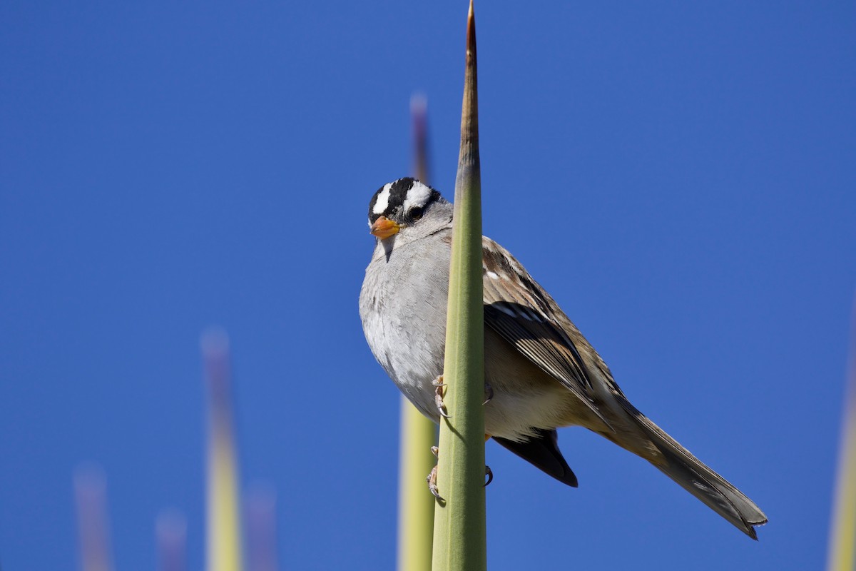 White-crowned Sparrow - ML141878721