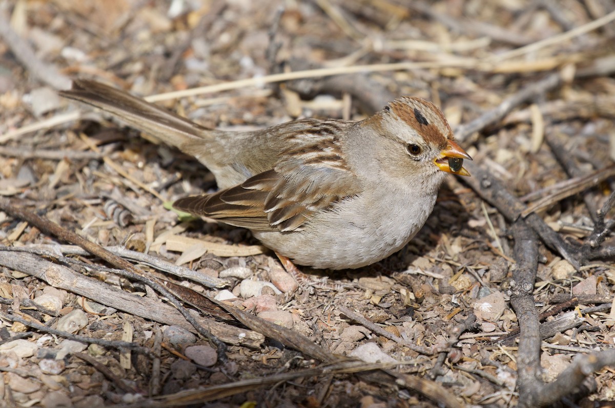 White-crowned Sparrow - ML141878741