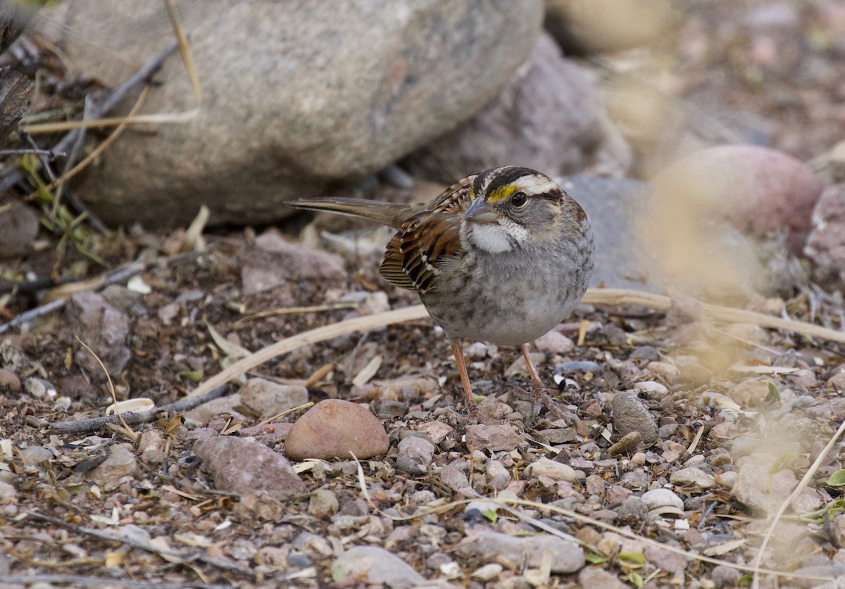 White-throated Sparrow - Daniel Conrad