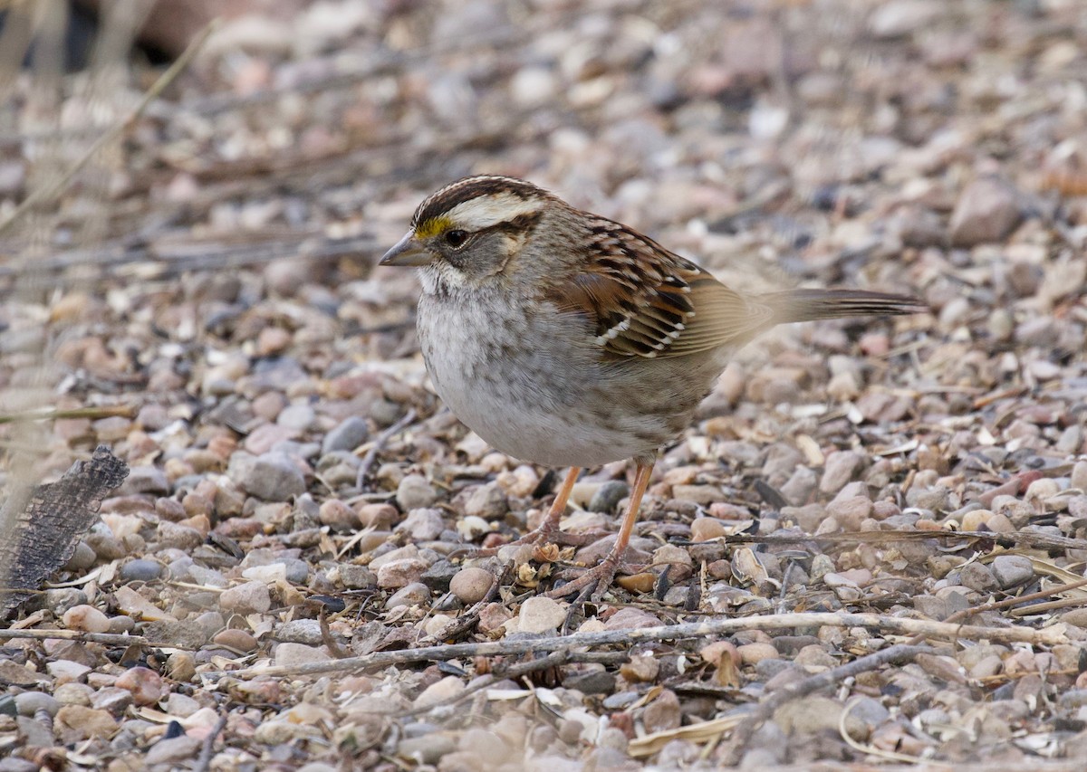 White-throated Sparrow - Daniel Conrad