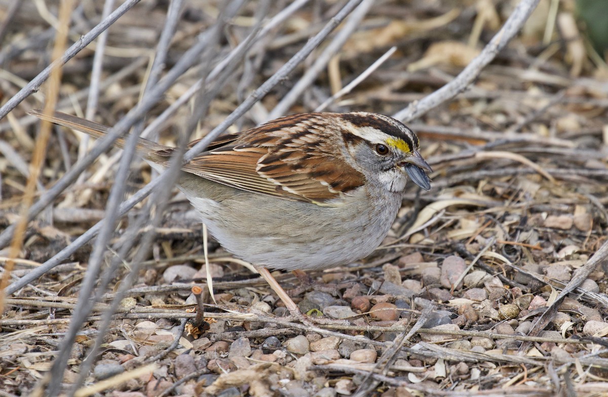 White-throated Sparrow - ML141878851