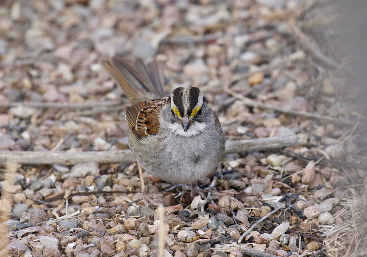 White-throated Sparrow - ML141878861