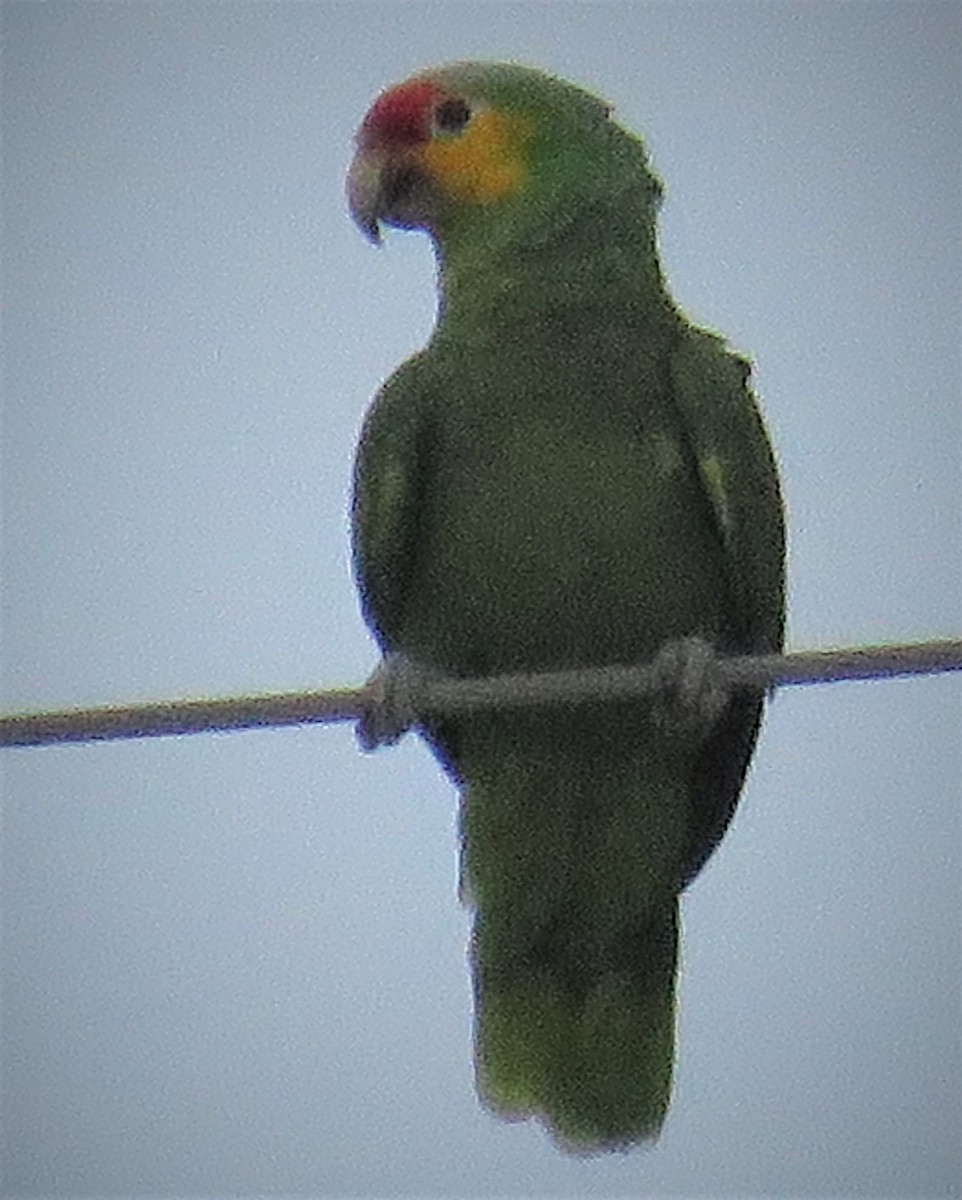 Red-lored Parrot - ML141879071