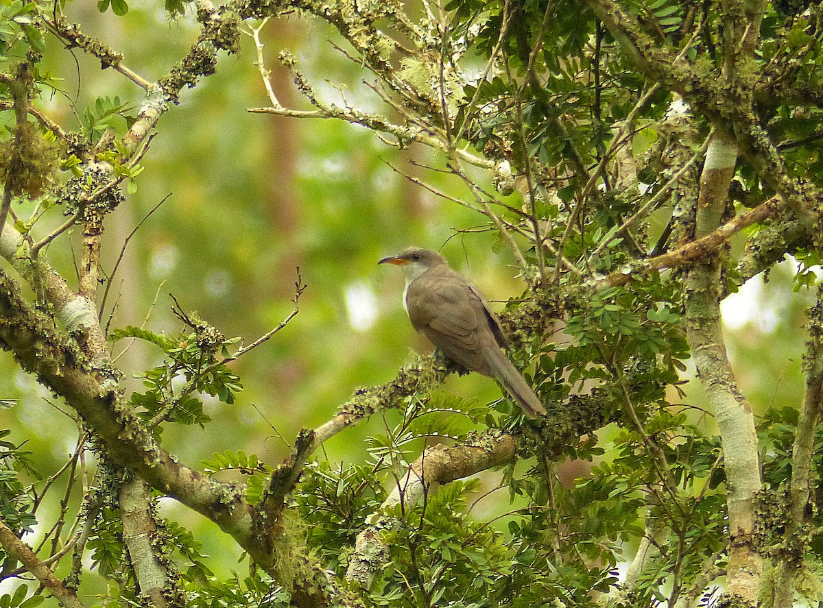 Pearly-breasted Cuckoo - ML141879101