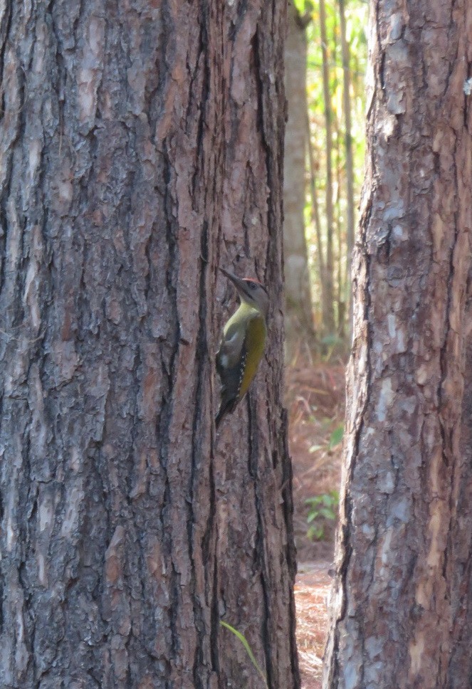 Gray-headed Woodpecker - ML141879221