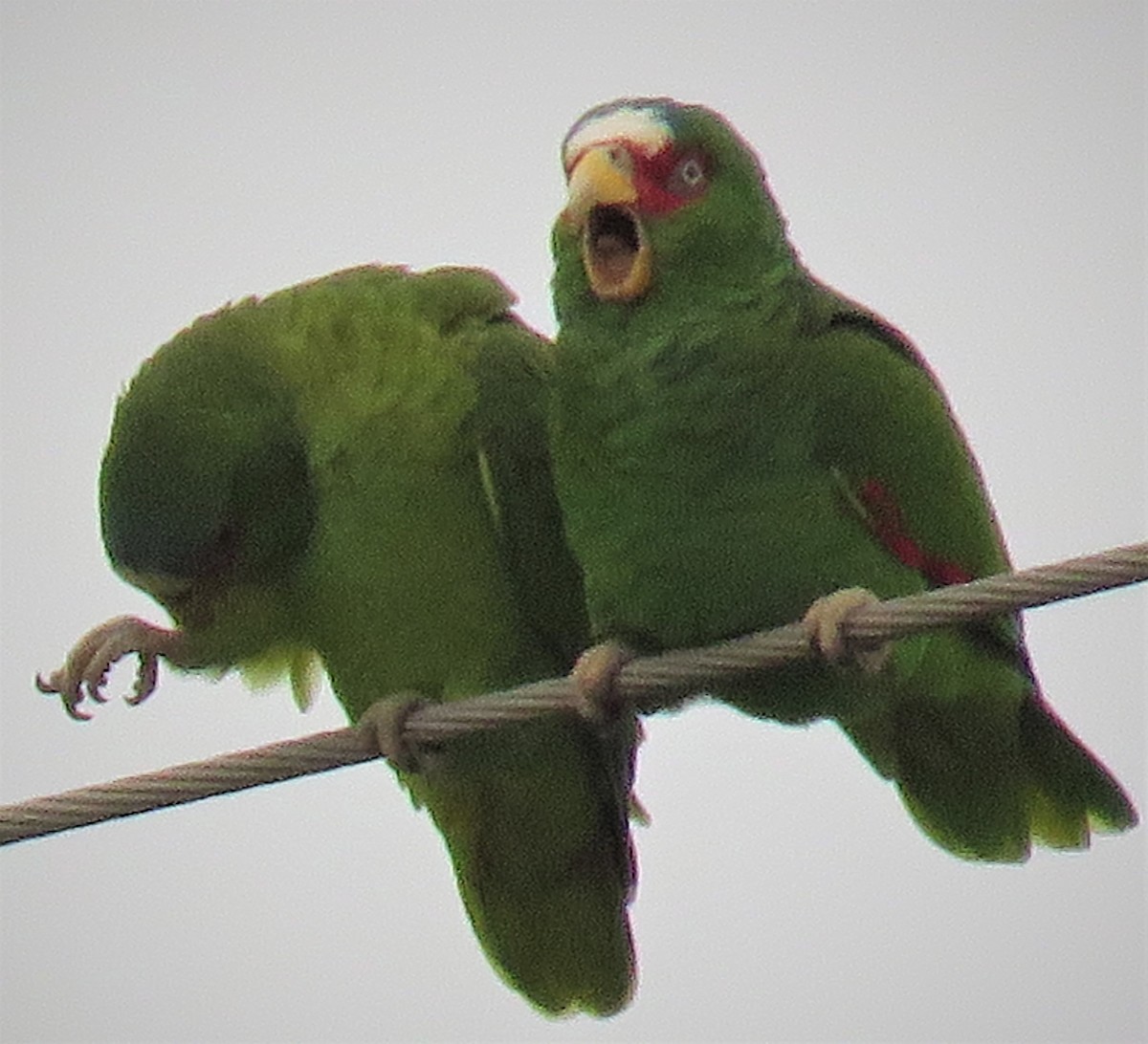 White-fronted Parrot - ML141879261