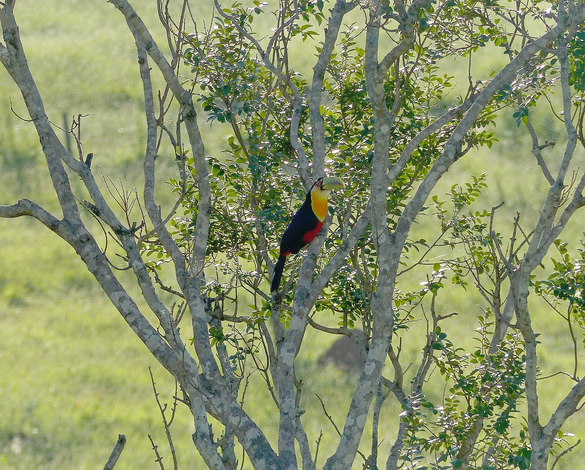 Red-breasted Toucan - ML141879271