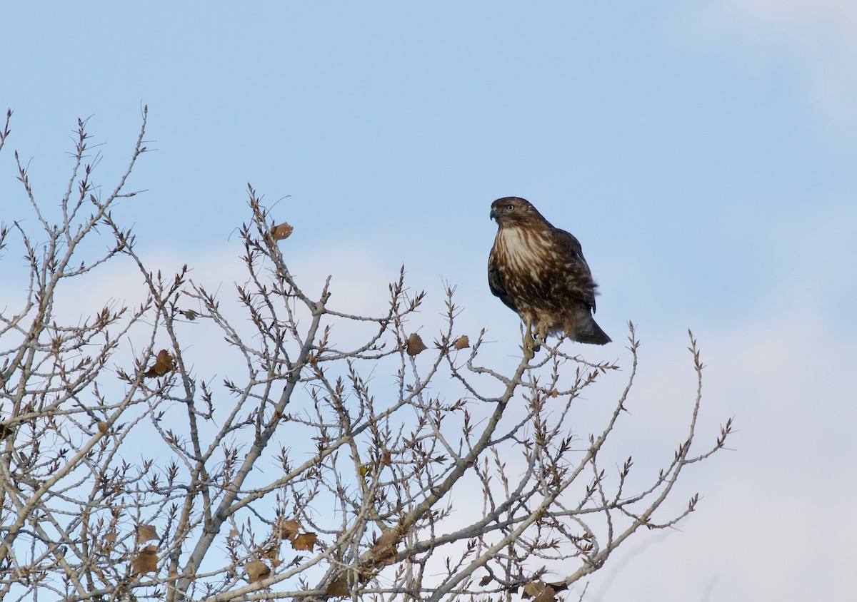 Red-tailed Hawk - ML141879301