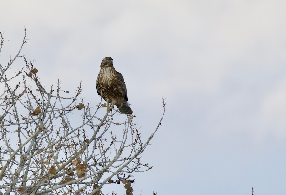 Red-tailed Hawk - ML141879311