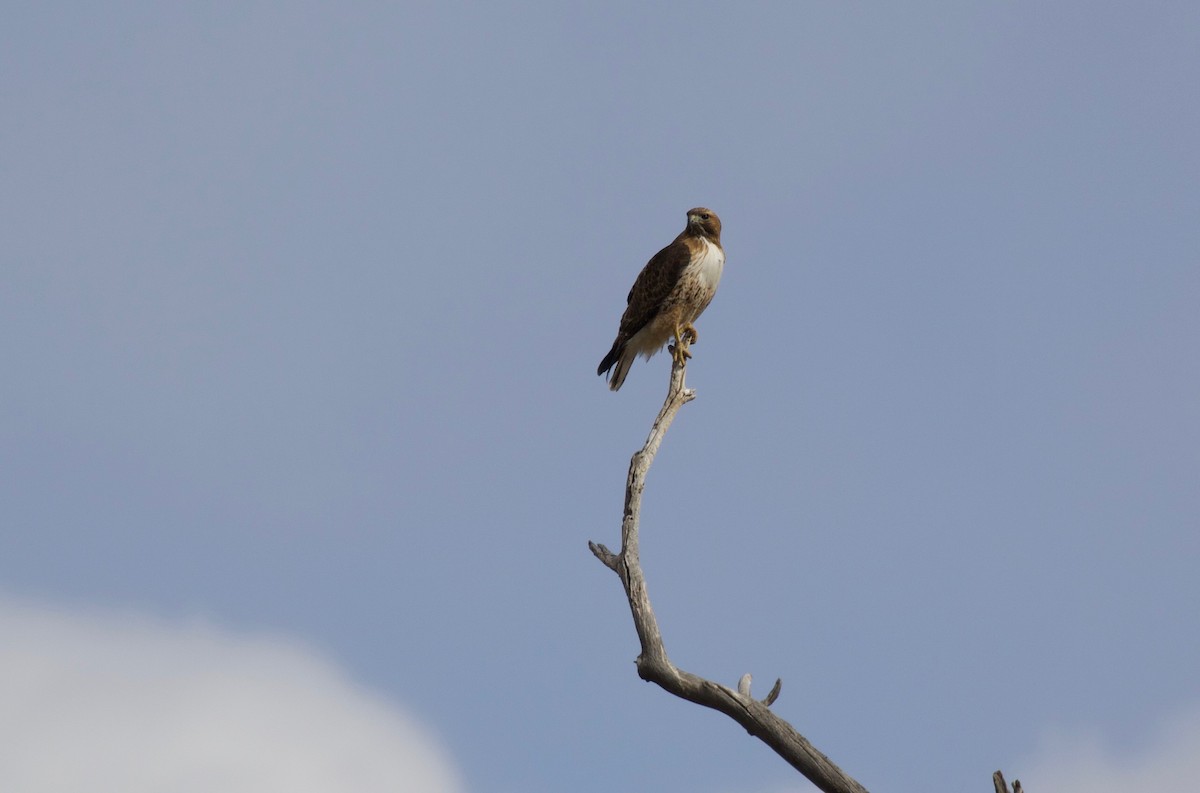 Red-tailed Hawk - ML141879321