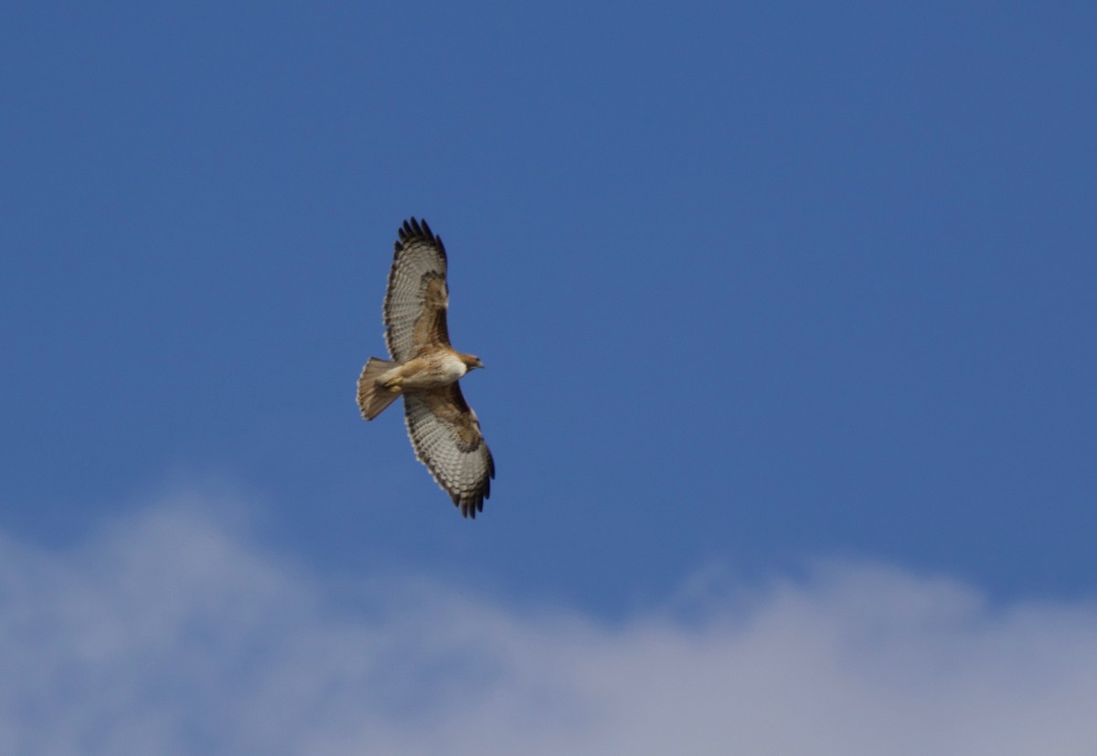 Red-tailed Hawk - ML141879331