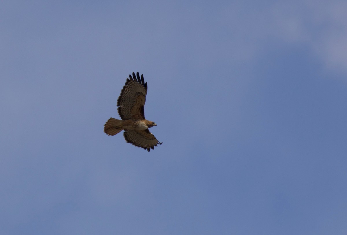 Red-tailed Hawk - ML141879361