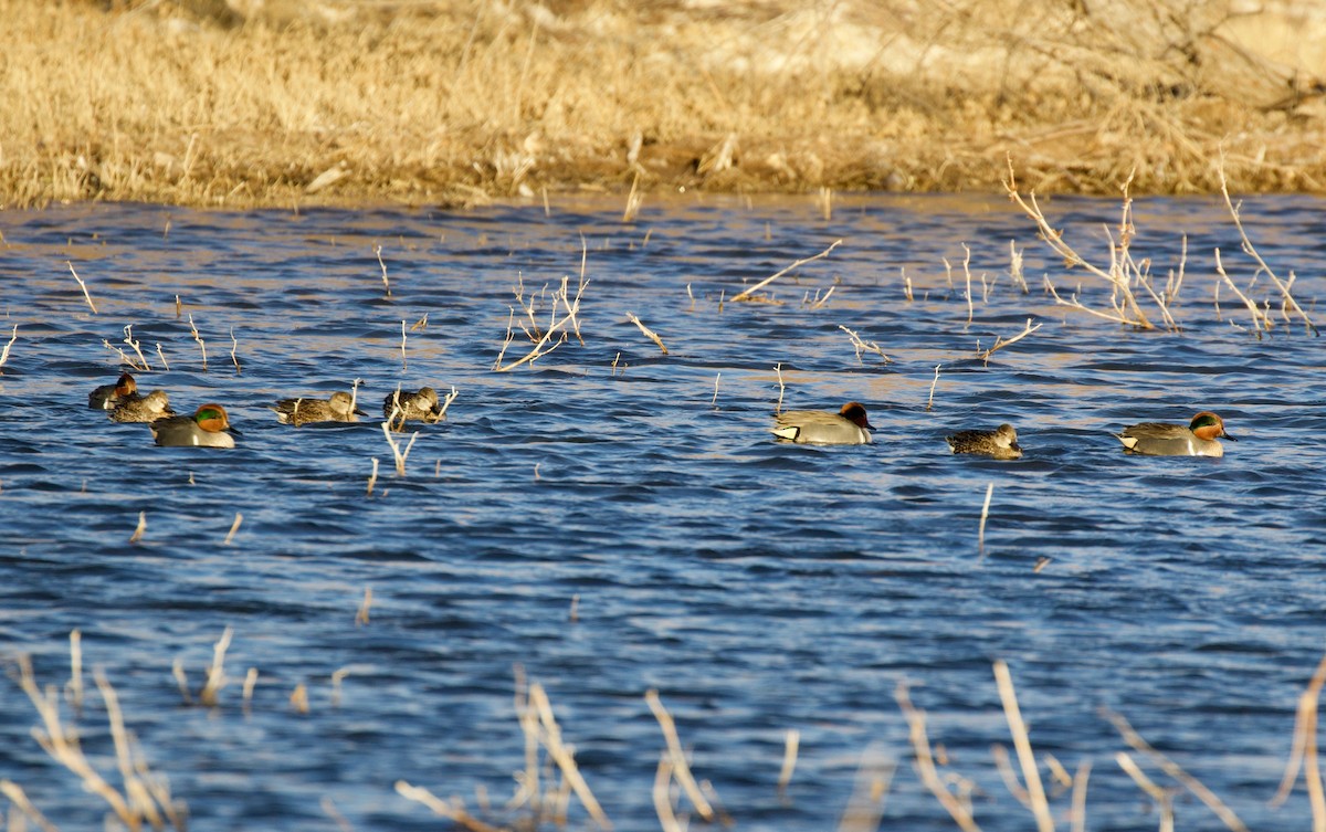 Green-winged Teal - ML141879581
