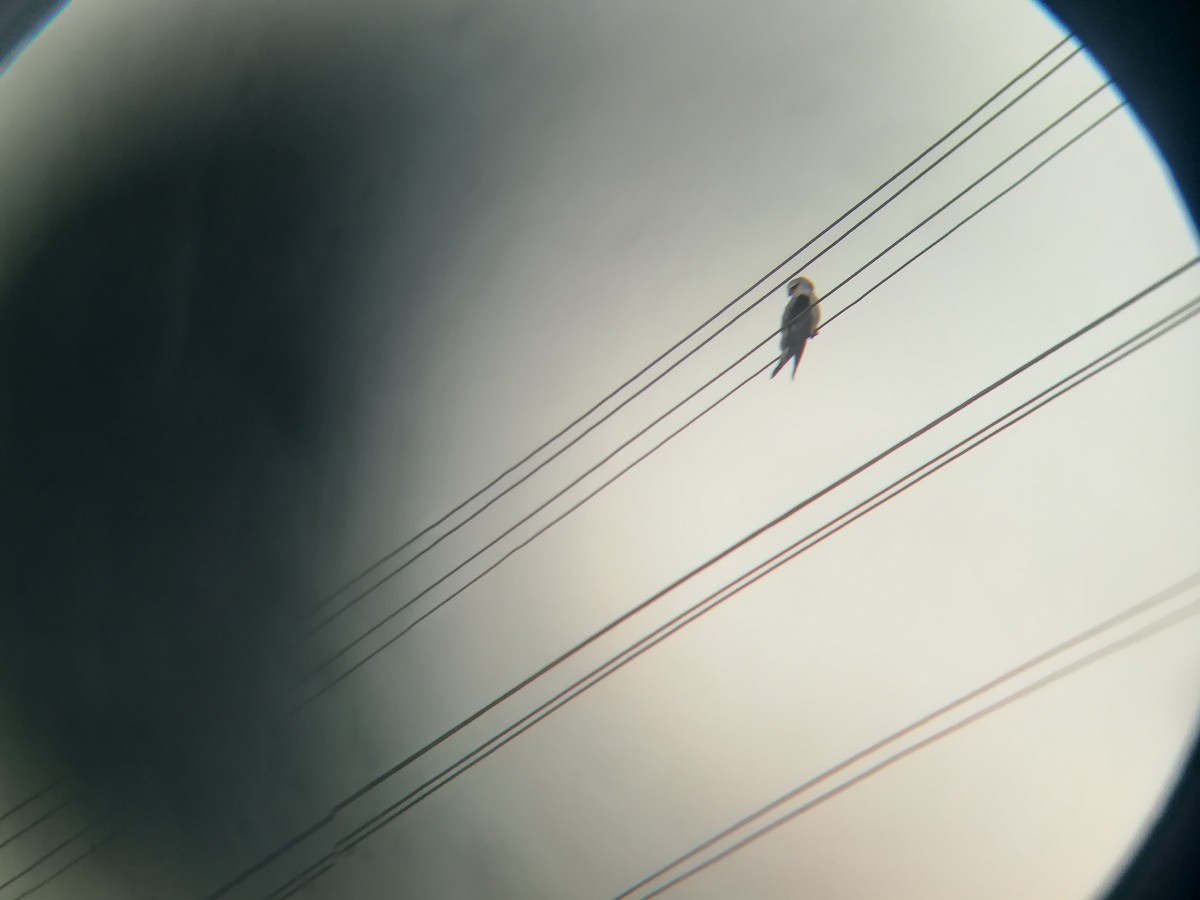 Black-winged Kite - ML141879701