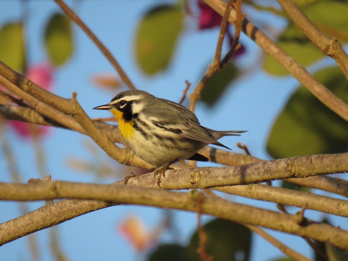 Yellow-throated Warbler - Mark Goodwin