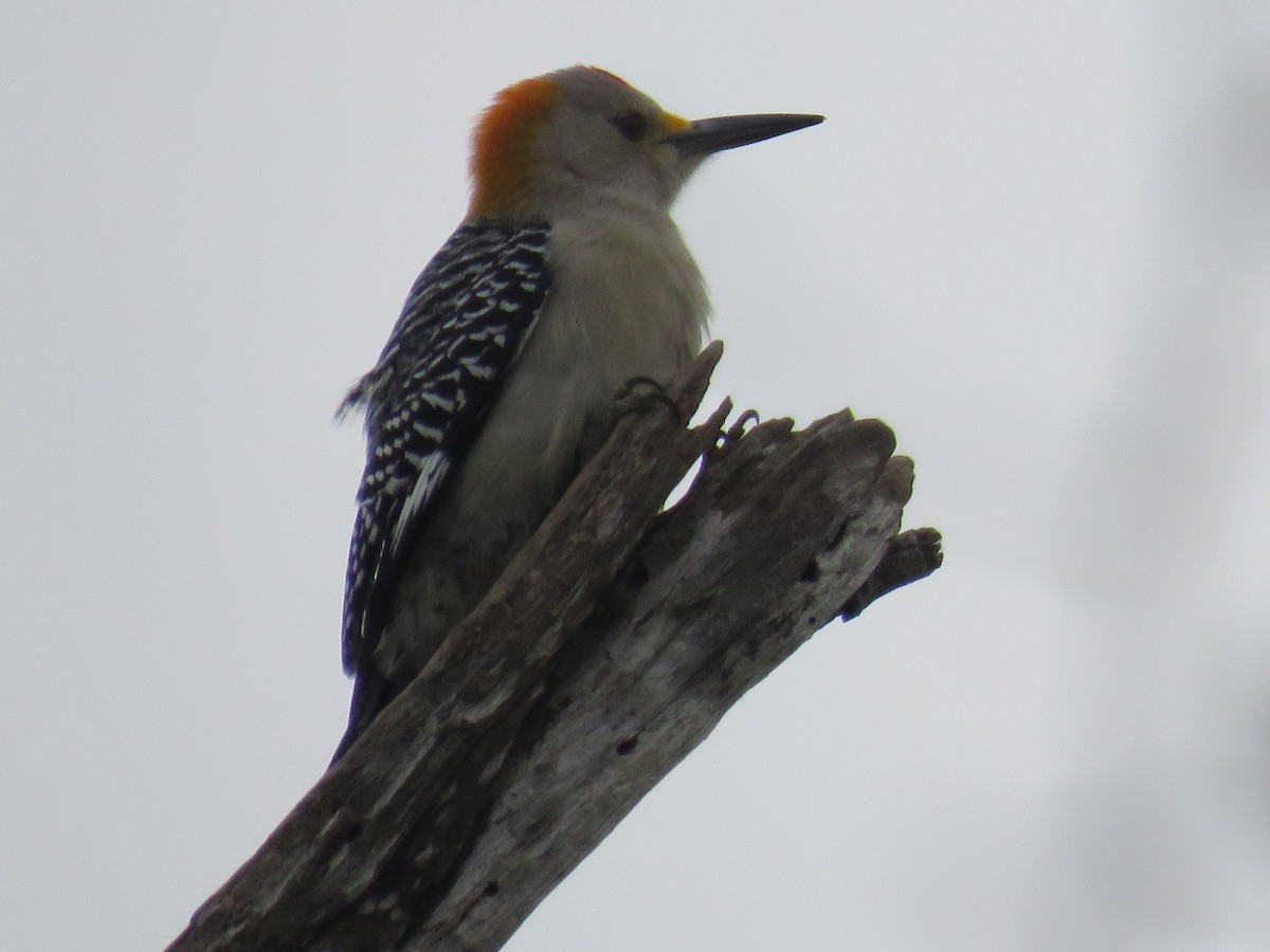 Golden-fronted Woodpecker - ML141880051