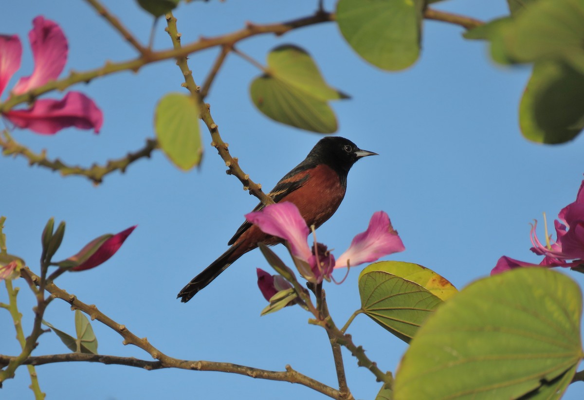 Orchard Oriole - ML141880081