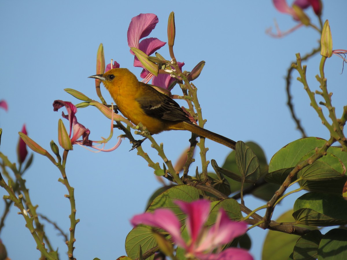 Orchard Oriole - ML141880111