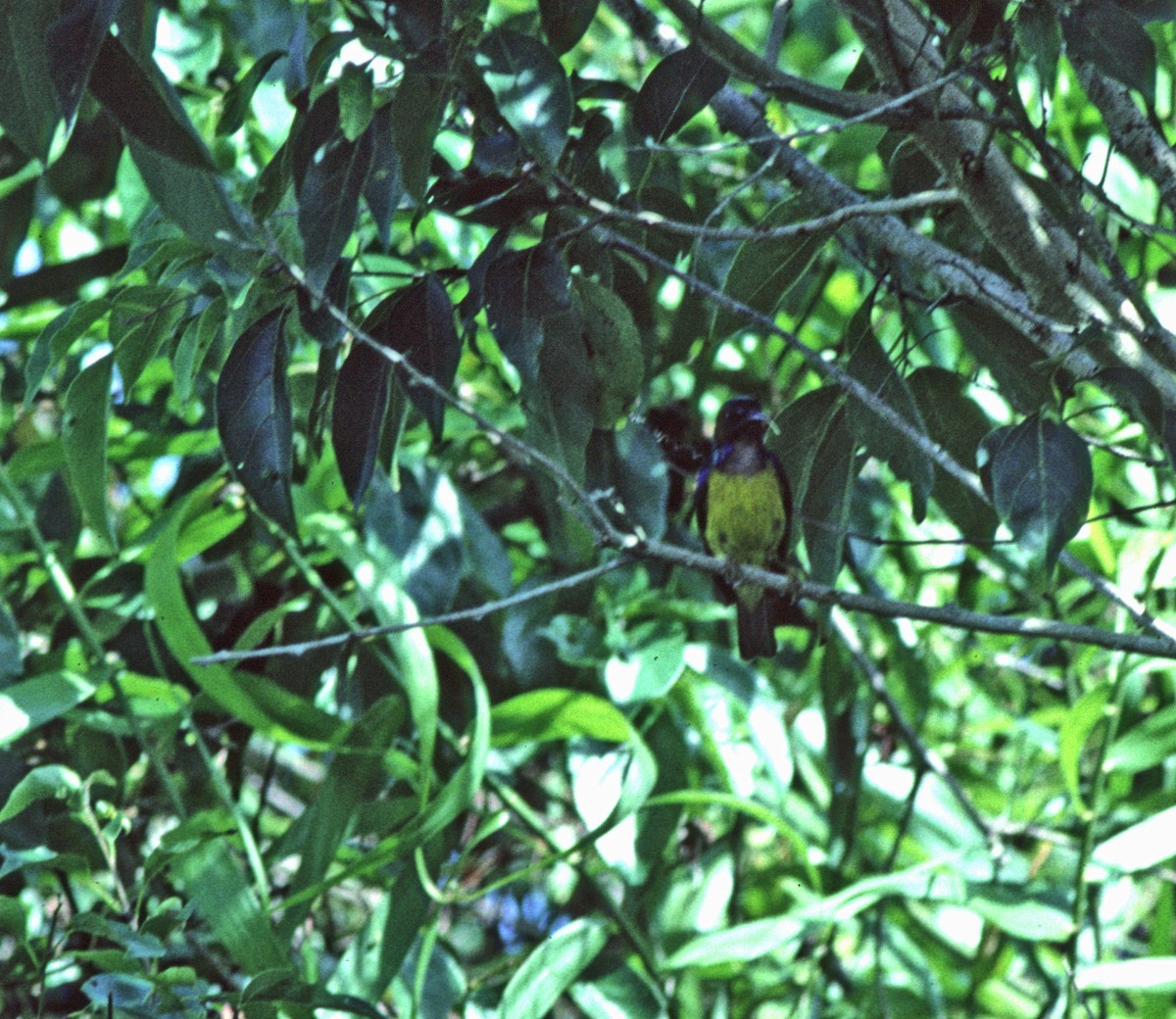 Brown-throated Sunbird - Veikko Salo