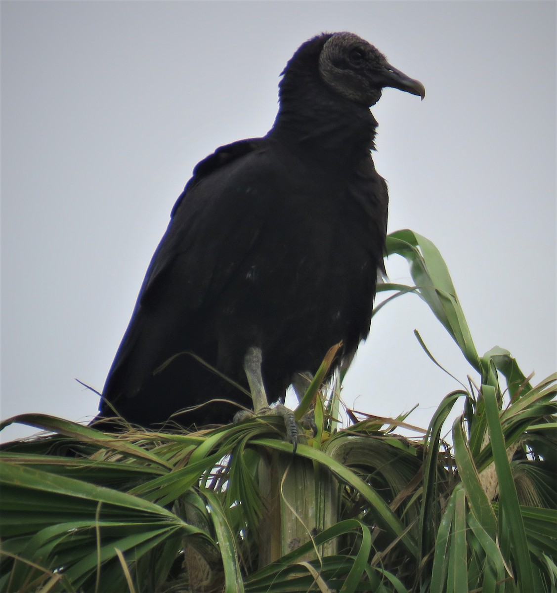 Black Vulture - ML141882271