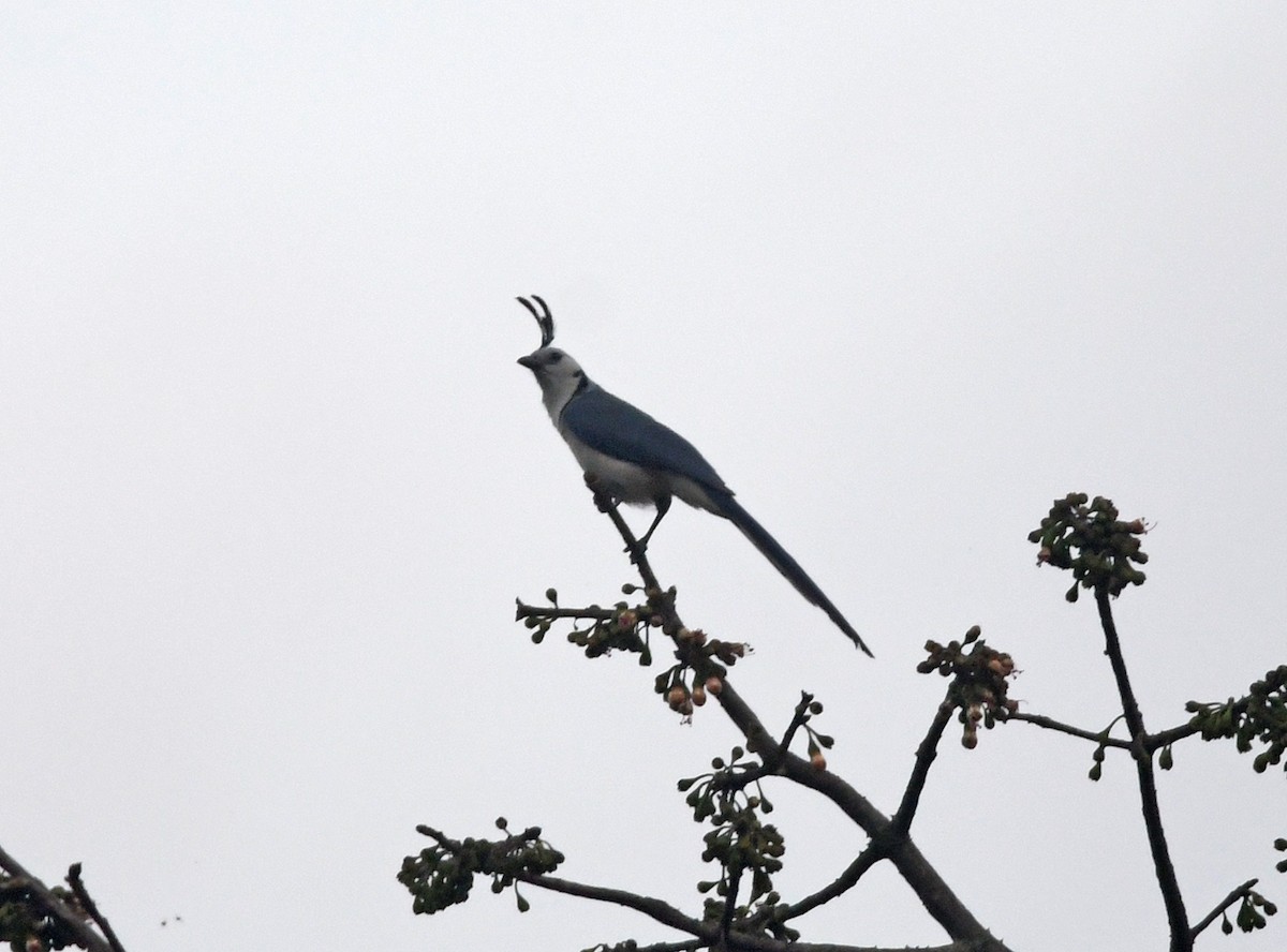 White-throated Magpie-Jay - ML141882861
