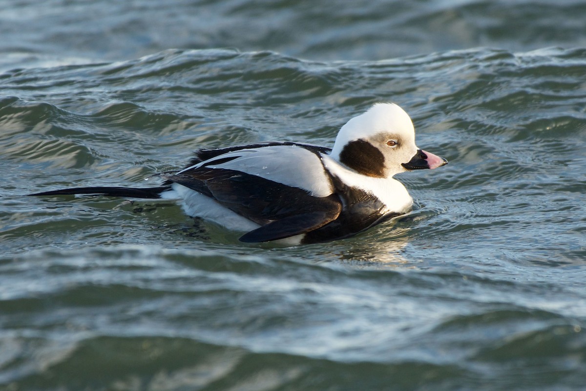 Long-tailed Duck - ML141882871
