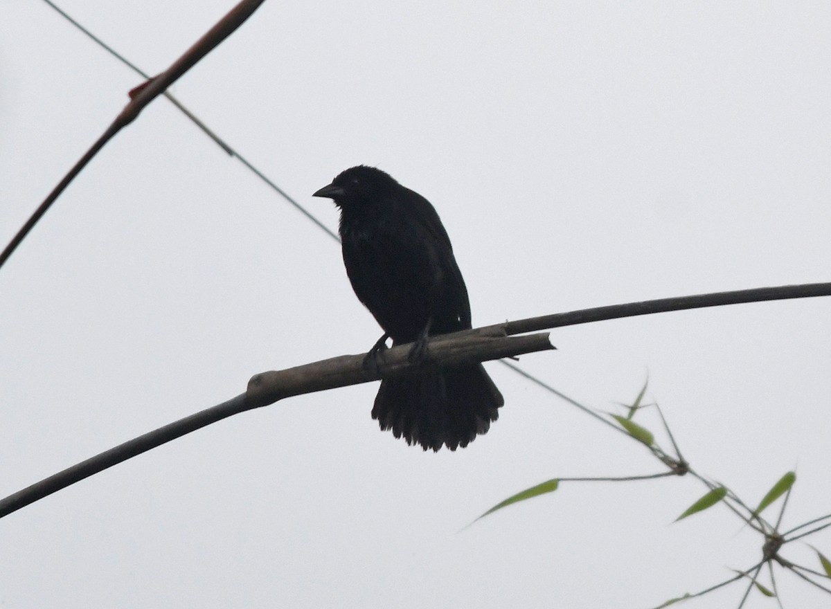 Melodious Blackbird - ML141882921