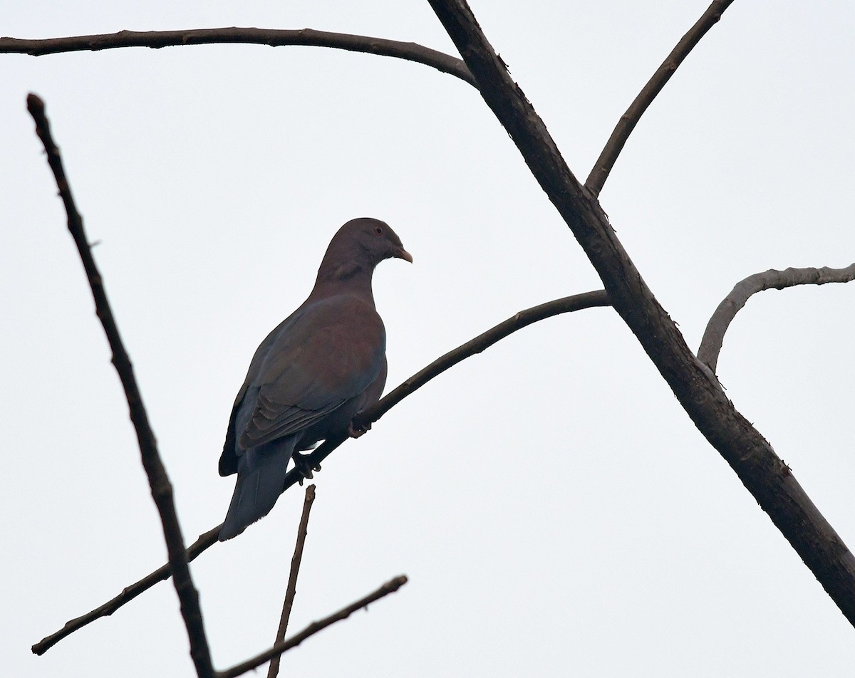 Red-billed Pigeon - Joshua Vandermeulen