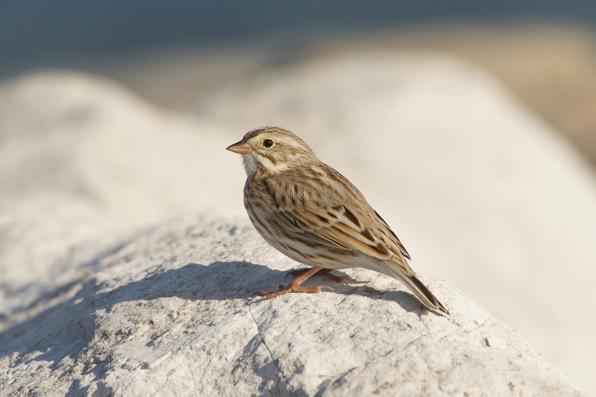 Savannah Sparrow (Ipswich) - Nick Hawvermale