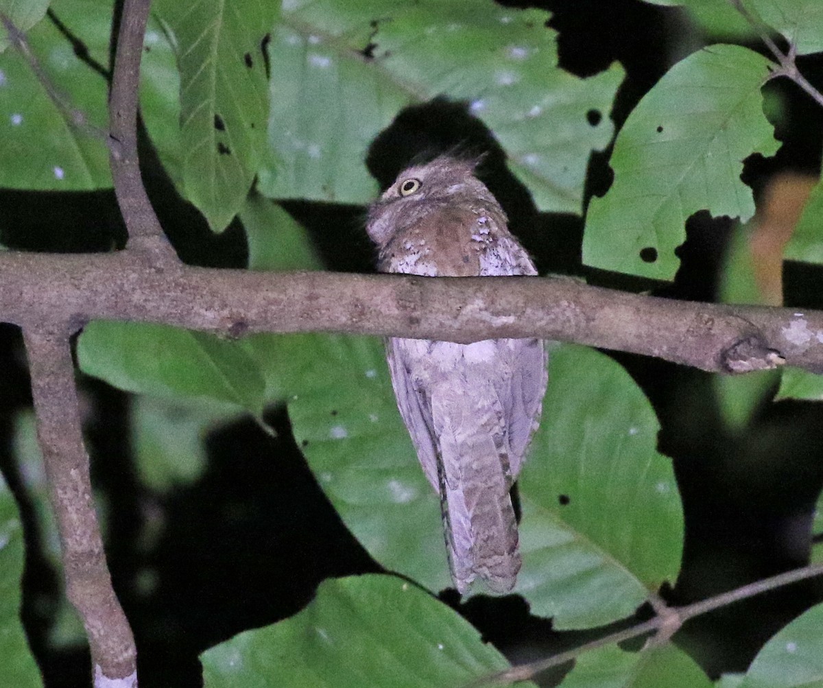 Blyth's Frogmouth - Dave Bakewell