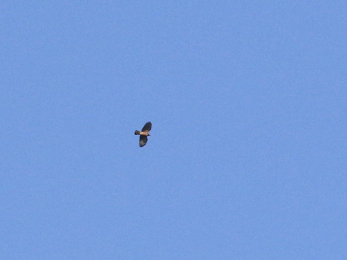 Oriental Honey-buzzard (Northern) - ML141883321