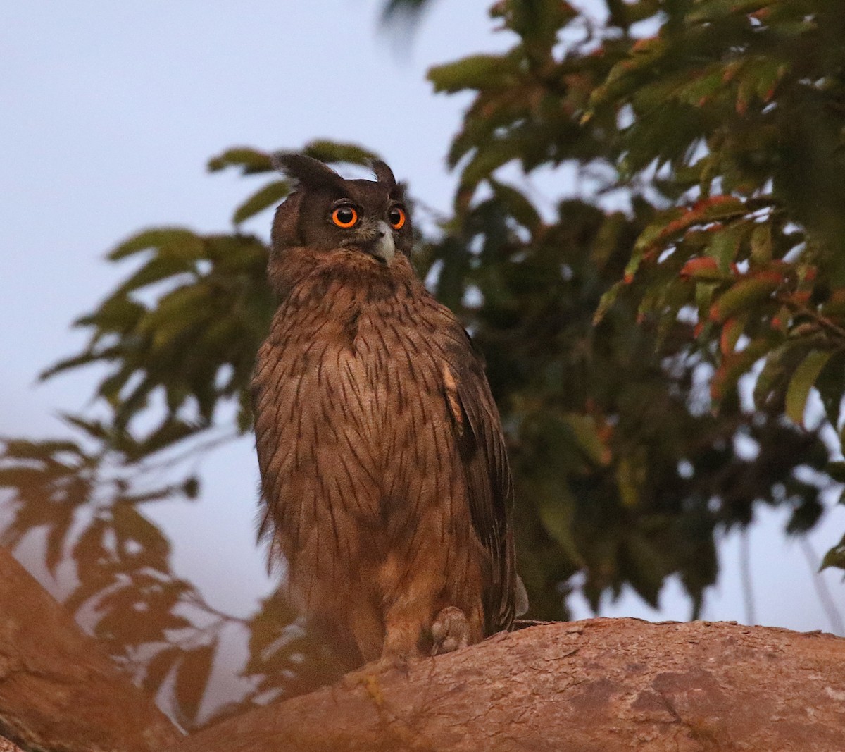 Dusky Eagle-Owl - Dave Bakewell