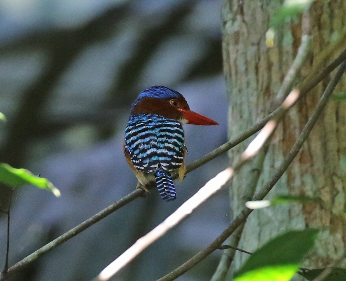 Banded Kingfisher - Dave Bakewell