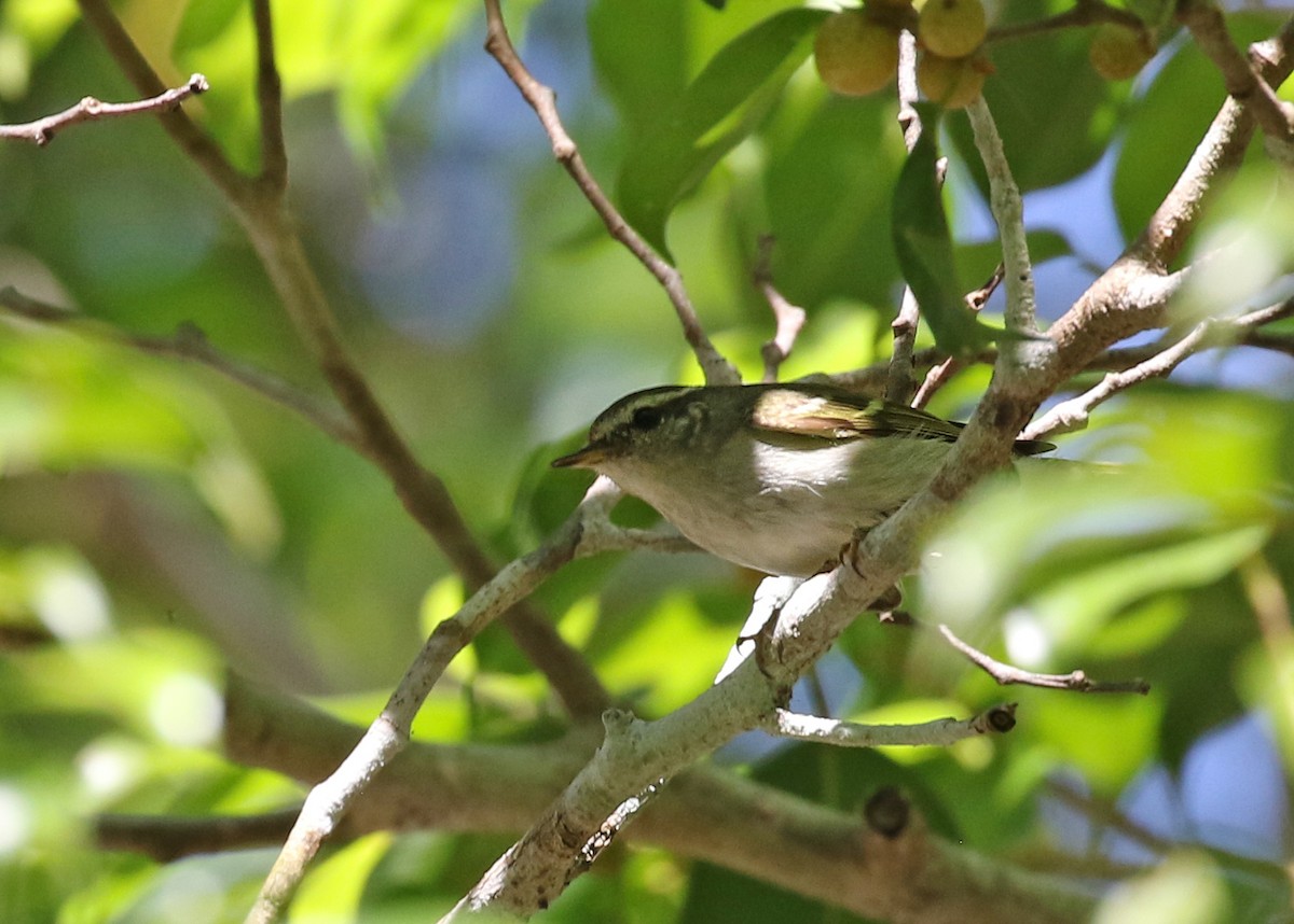 Yellow-browed Warbler - ML141883701