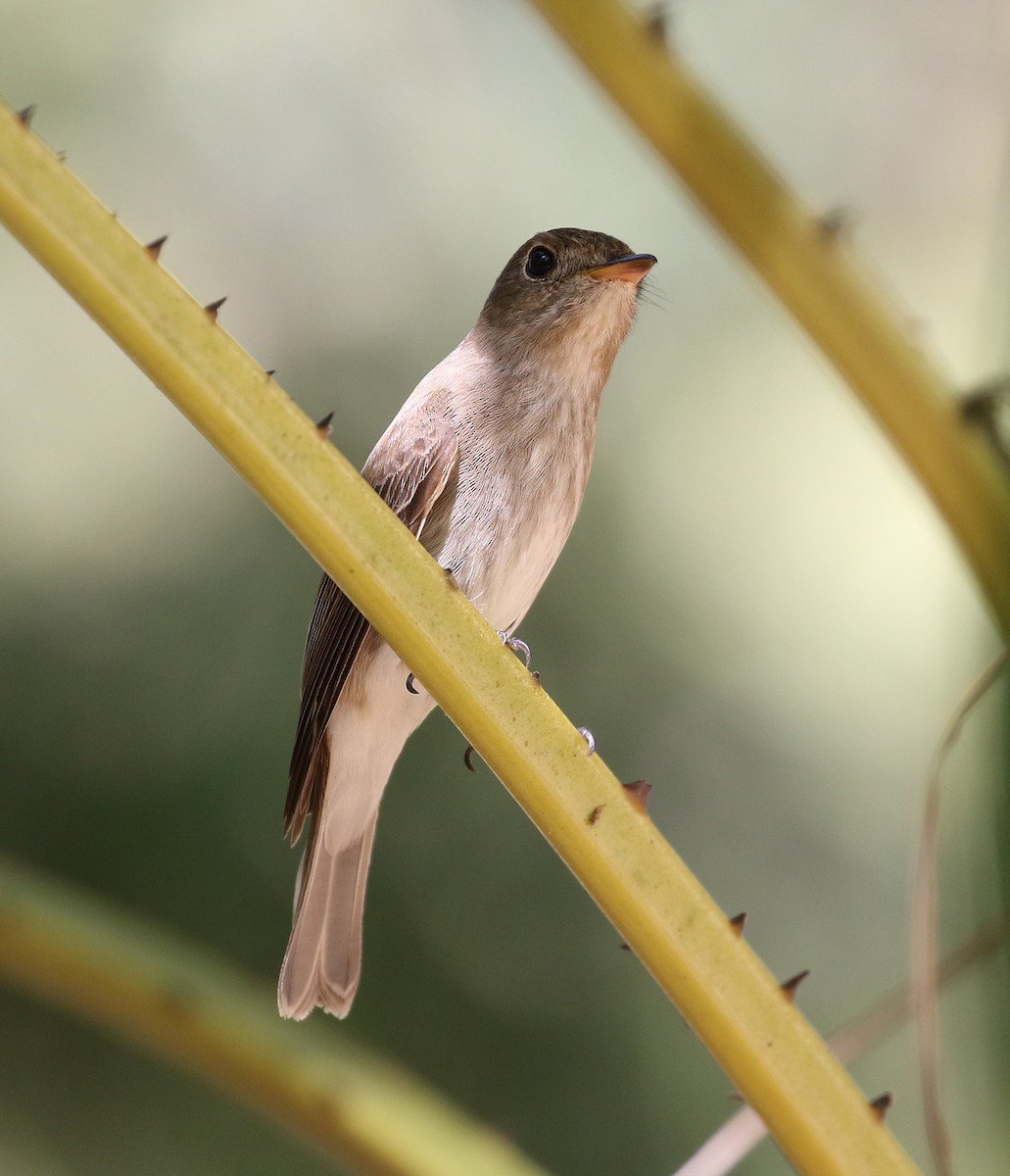 Brown-streaked Flycatcher - Dave Bakewell