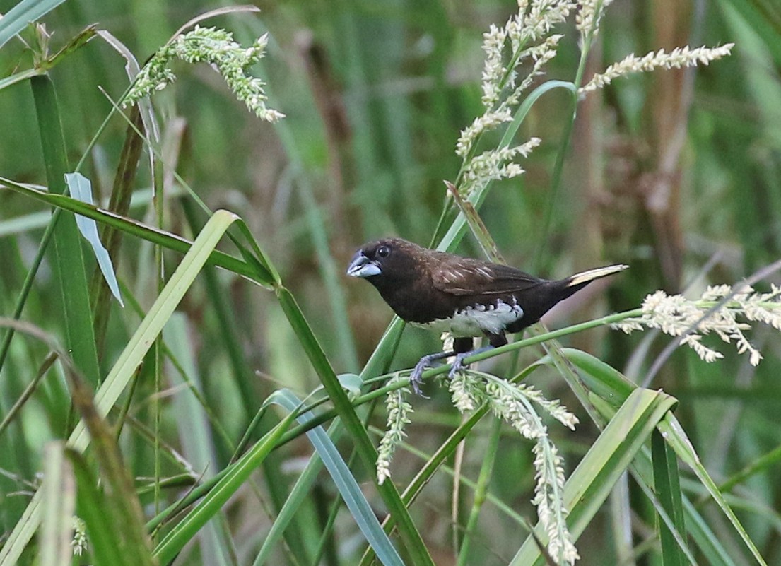 White-bellied Munia - Dave Bakewell