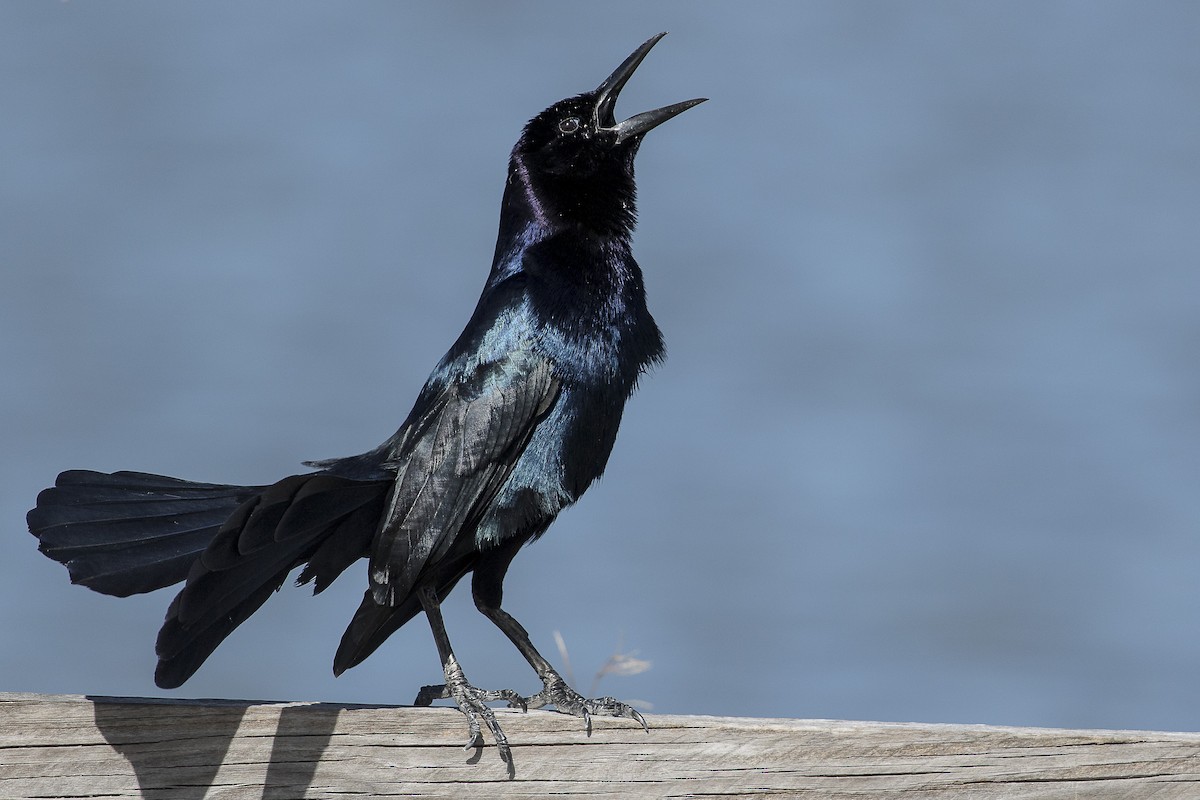 Boat-tailed Grackle - ML141884271