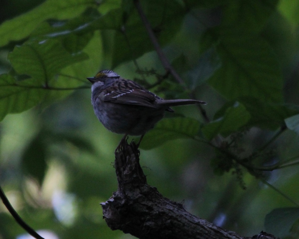 White-throated Sparrow - Daniel S.