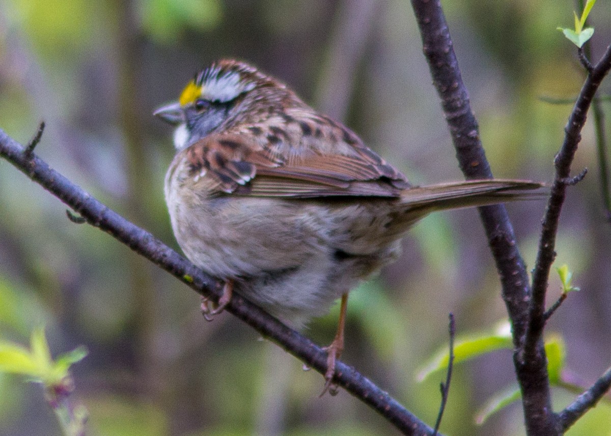 White-throated Sparrow - ML141885041