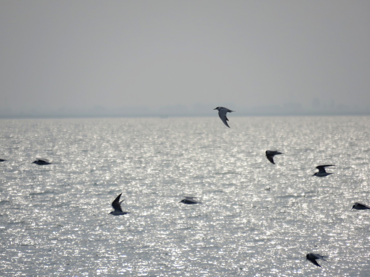 Gull-billed Tern - Houman Doroudi