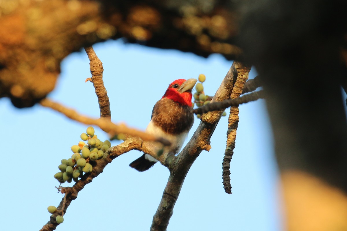 Brown-breasted Barbet - Oscar Campbell