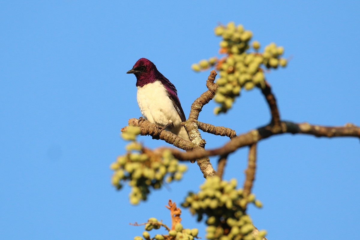 Violet-backed Starling - ML141885981