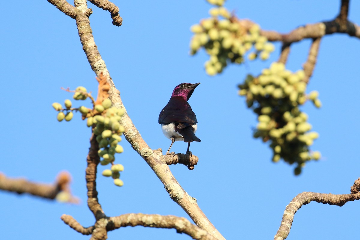 Violet-backed Starling - ML141886041
