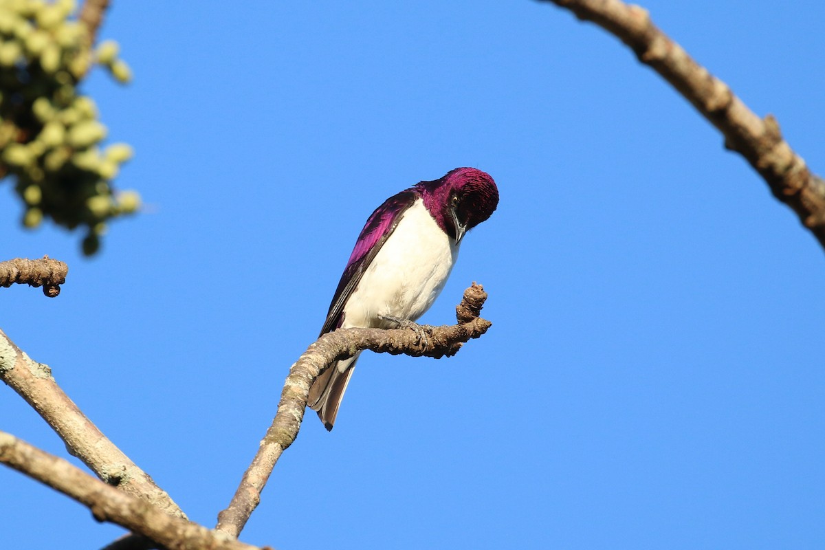 Violet-backed Starling - ML141886051