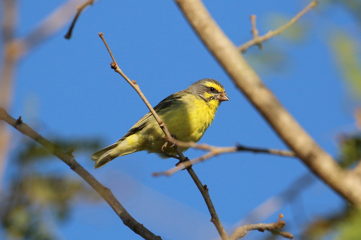Yellow-fronted Canary - ML141886081
