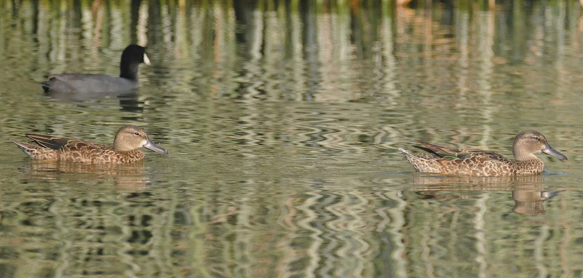 Blue-winged Teal - ML141886881